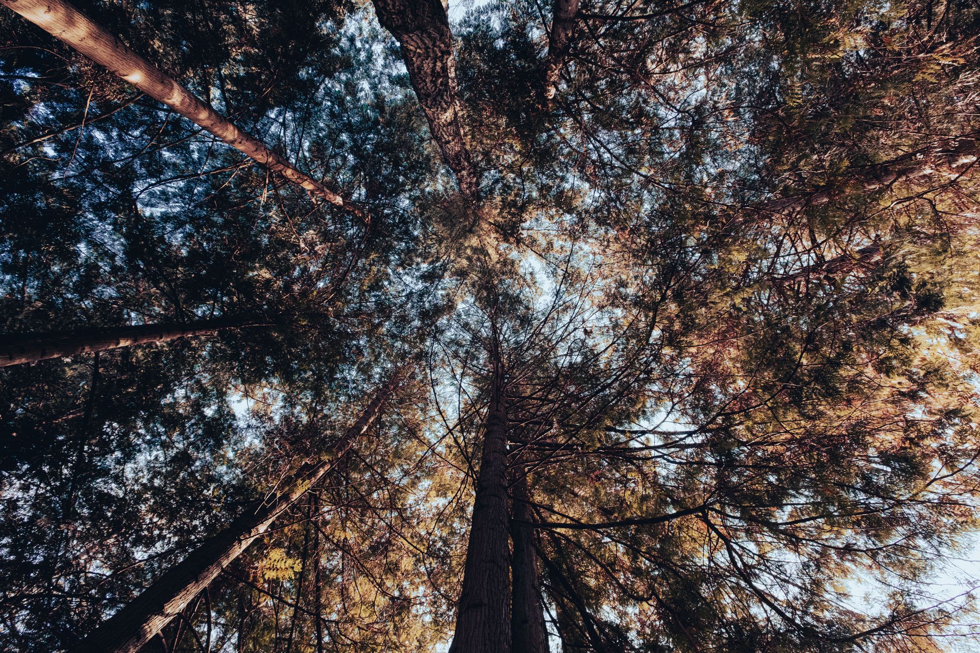 Grandview Woodland
